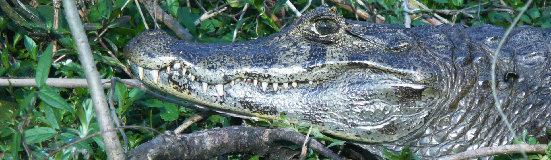 Esteros del Iberá: aventura en los humedales