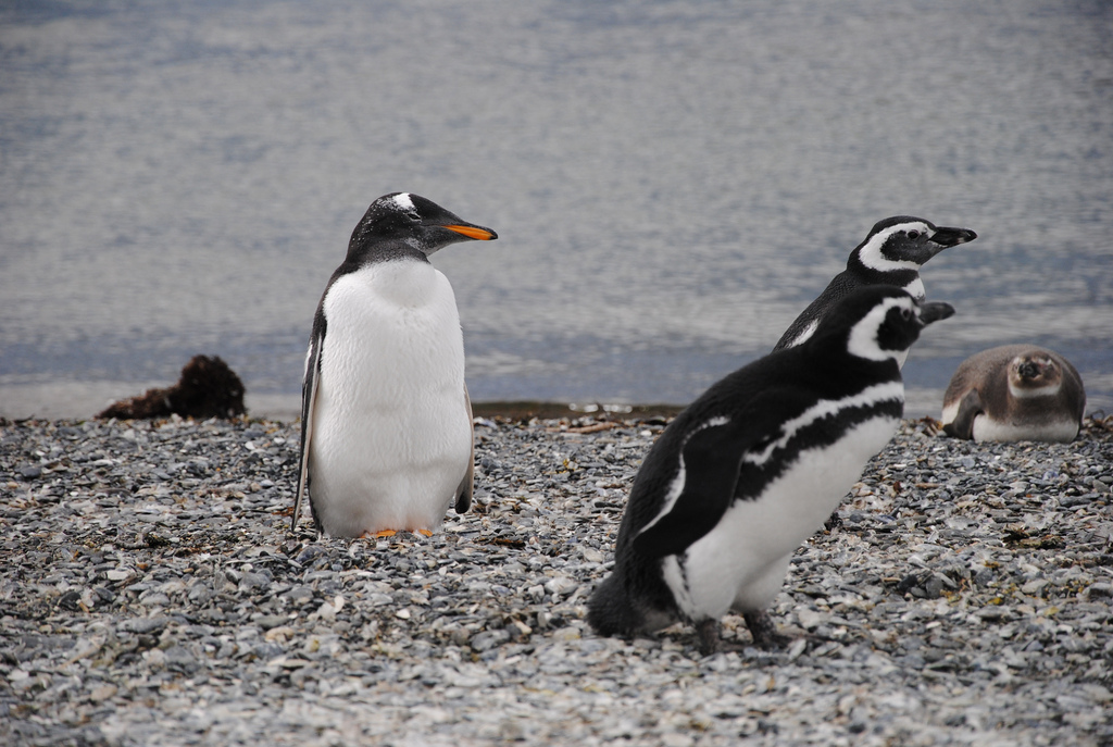 Ushuaia para amantes de la naturaleza