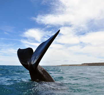 Puerto Madryn – Coast and Sea 
