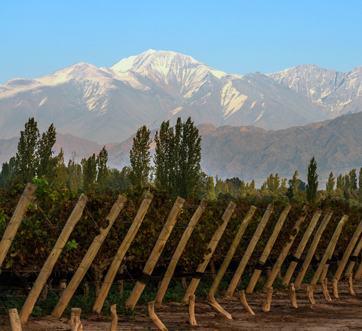 Mendoza: Food & Drink